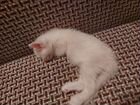 Белые котята,Турецкая ангора, британец объявление продам