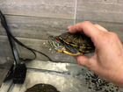Черепаха с аквариумом бесплатно объявление продам