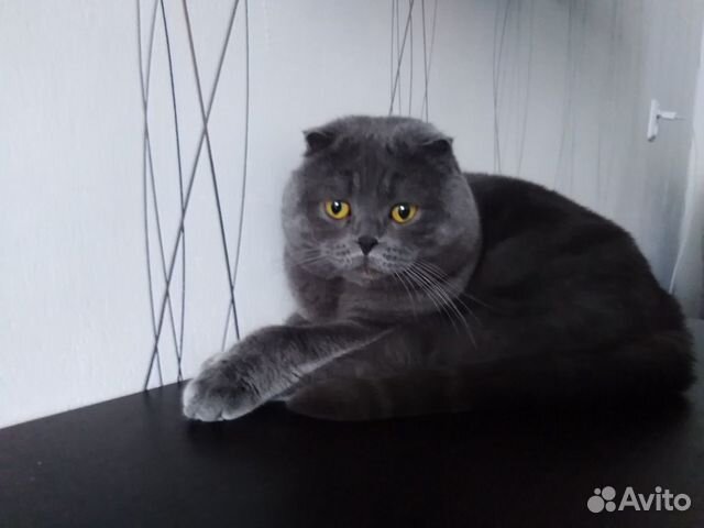 Вязка с шотландским красавцем