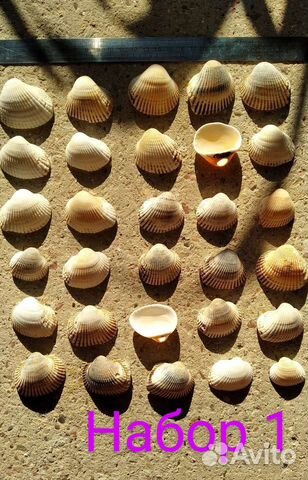 Морские ракушки