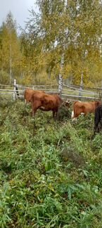 Коровы Герефорд, Калмыцкая порода - фотография № 4