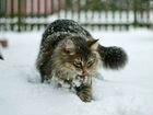 Сибирские котята, частный питомник объявление продам