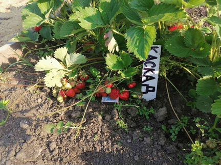 Саженцы клубники