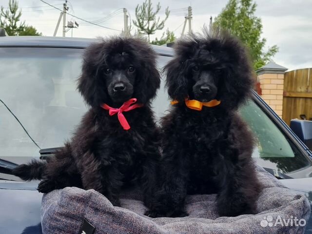 Щенки миниатюрного пуделя черные мальчики