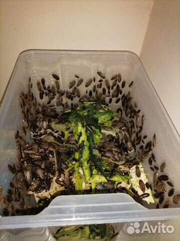 Мраморный таракан приманка корм для птиц насекомые