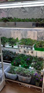 Сортовые детки фиалок, отправляю почтой