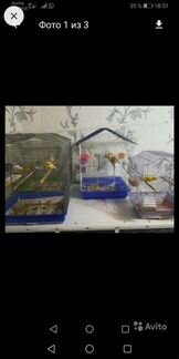 Кенара и канарейки