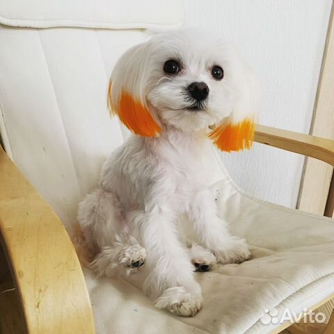 Вязка Мальтезе