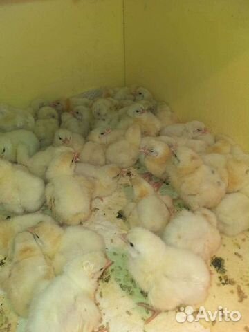 Суточные Цыплята Бройлер