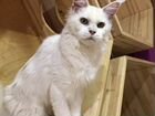 Мейн куны: кошка бесплатно и два котика объявление продам