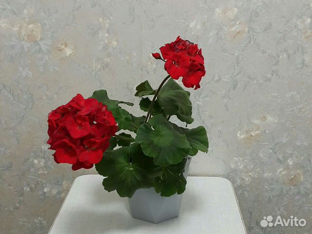 Пеларгония герань