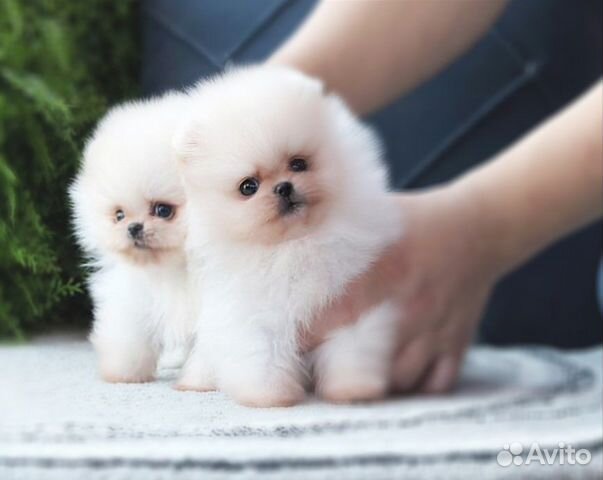 Мини и Микро Померанцы