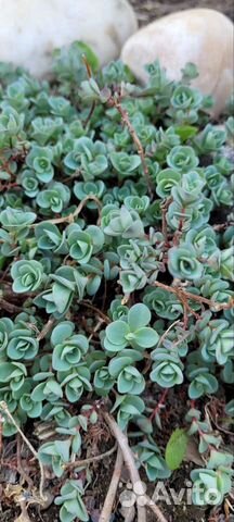 Седум или очиток