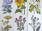 Винтажные ботанические открытки
