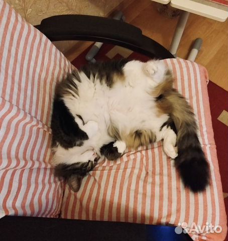 Индивидуальная домашняя передержка для кошек