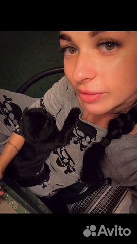 Передержка животных