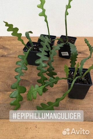 Лесной кактус эпифиллум ангулигер