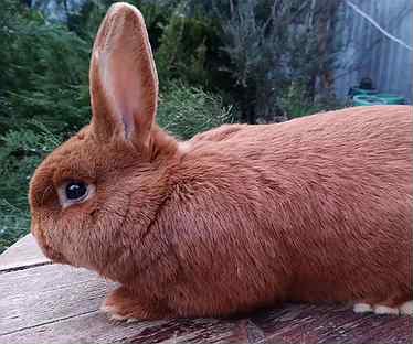 Новозеландский кролик (чистая порода)