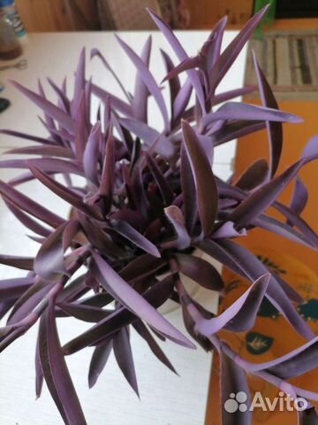 Традесканция