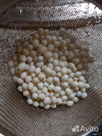 Икра (яйца) улиток ахатин, малыши, взрослые