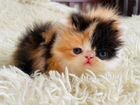 Персидские, экзотические котята объявление продам