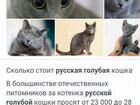 Котенок русская голубая объявление продам