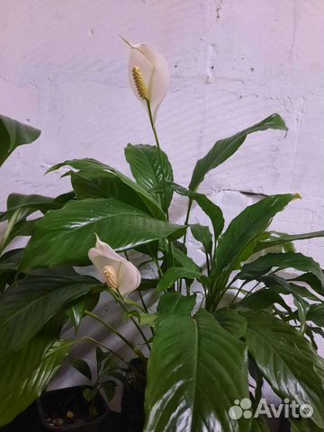 Спатифиллум