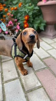 Продам шлейку для щенка/маленькой собачки