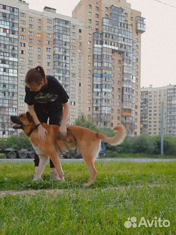 Выгул собак