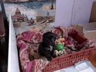 Китайская хохлатая собака щенки пуховые объявление продам