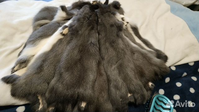 Шкурка белки