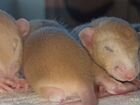 Крысята Дамбо Амбер - рыжие объявление продам