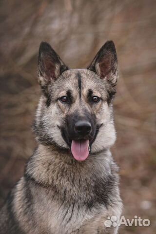 Метис Хаски в добрые руки