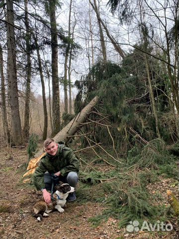 Выгул собак. Догситтер из Санкт-Петербурга