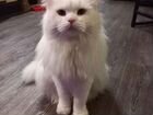 Турецкая кошка ангора объявление продам