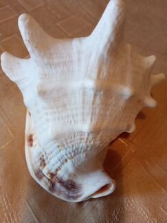 Раковины морские