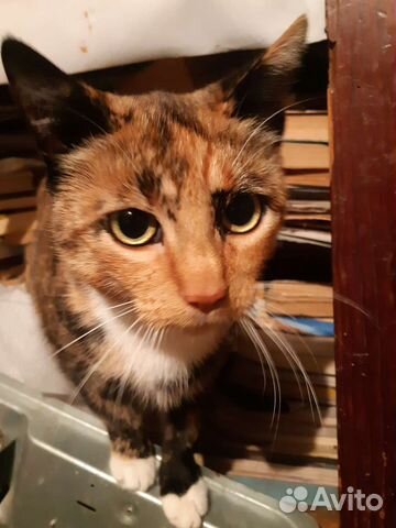 Кошечка стерилизованная ищет дом