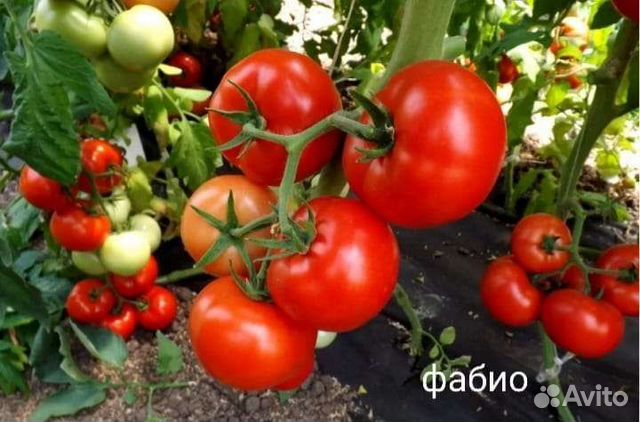 Семена томата фабио f1 10шт