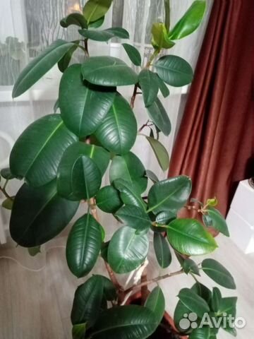 Фикус робуста