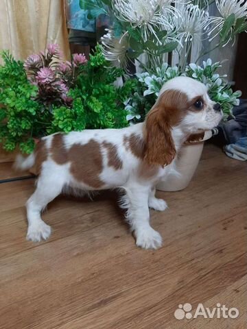 Щенки кавалерушки ккчс