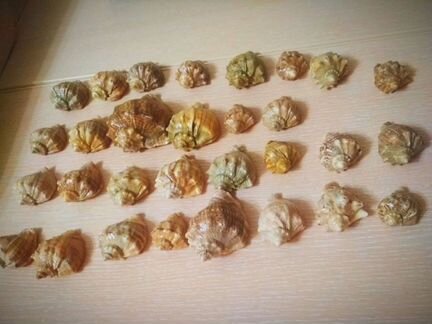 Морские ракушки