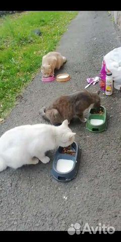 Котик и кошки в добрые руки