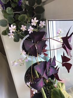 Кислица чудная