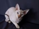 Кошка Петерболд объявление продам