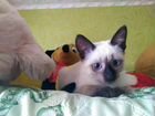 Сиамская котенок объявление продам