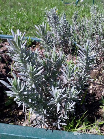 Пряные многолетние растения и травы для сада