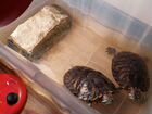 Красноухие черепахи мальчик и девочка