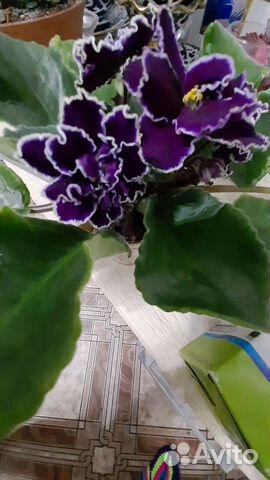 Лист Фиалки