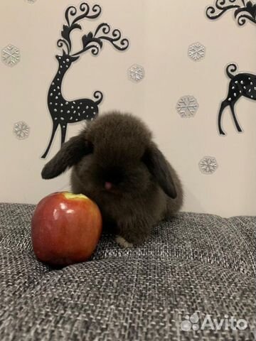 Крольчата Mini Lop