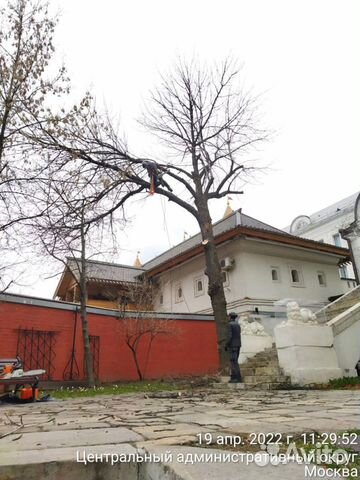 Спил деревьев корчевание